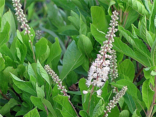 Małe rośliny Summersweet - Wybór rodzajów roślin karłowatych Summersweet