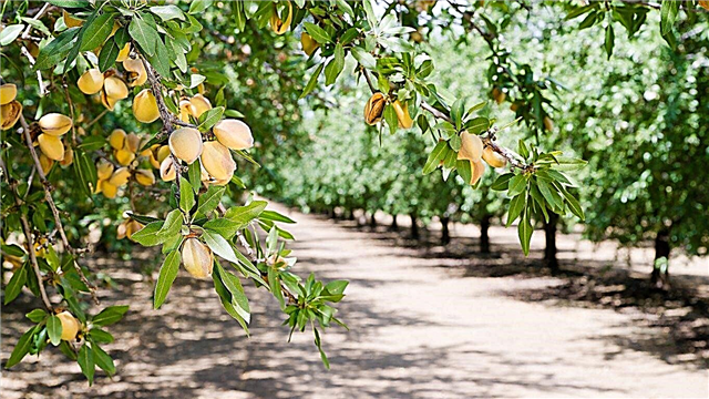 Almond Tree Cultivars: Hvad er de bedste sorter af mandel