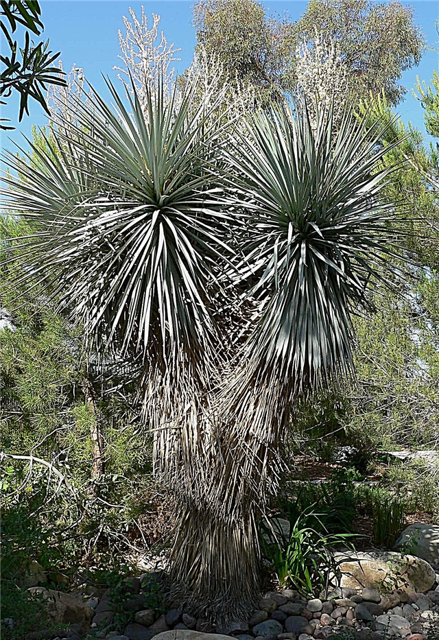 Kaj je modra Yucca: Kako gojiti modre rastline Yucca