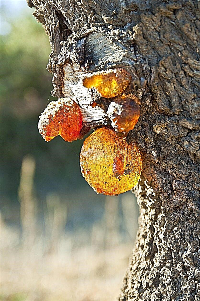 Erkennen von Symptomen der Mandelkrankheit: Tipps zur Behandlung kranker Mandelbäume