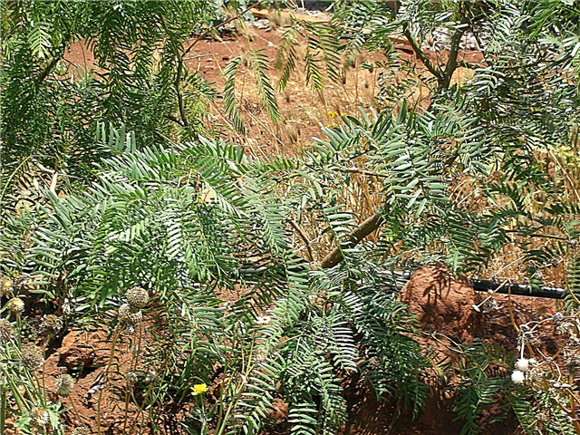 Informasi Mesquite Madu - Cara Menanam Pohon Mesquite Madu