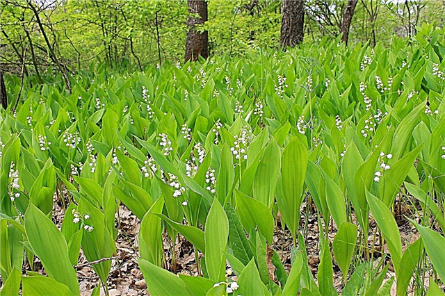 Bagaimana Invasive Apakah Lily Dari Lembah: Haruskah Saya Menanam Lily Dari Lembah Penutup Tanah