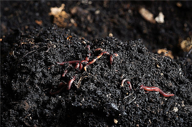 Переваги для хробаків з хробаками: дізнайтеся про черв’якові ліжка в садах