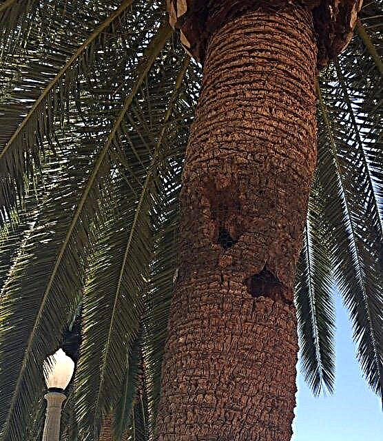 Doe Squirrels Harm Trees: hoe de schade aan eekhoornbomen te minimaliseren