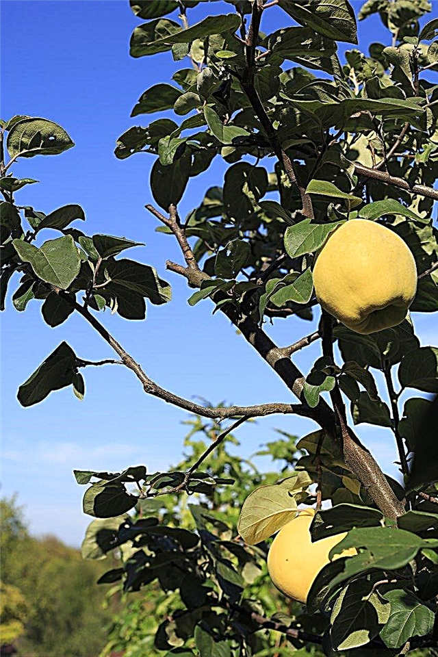 Taille des arbres de coings: conseils pour réduire les arbres fruitiers de coings