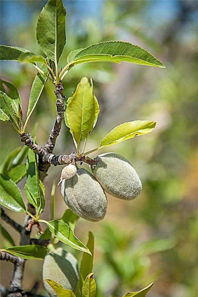 Cuidados com a árvore de amêndoa cultivada em contêiner: Como cultivar uma amêndoa em um contêiner