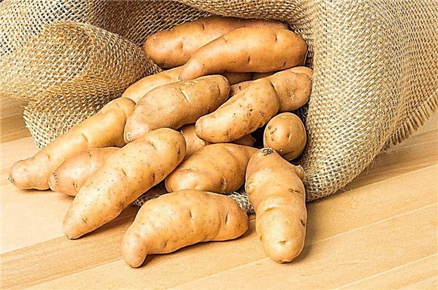 Was sind Fingerling-Kartoffeln: Tipps für den Anbau von Fingerling-Kartoffeln