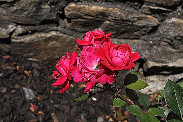 Knock out roser til zone 9: tip til dyrkning af knock out roser i zone 9 haver