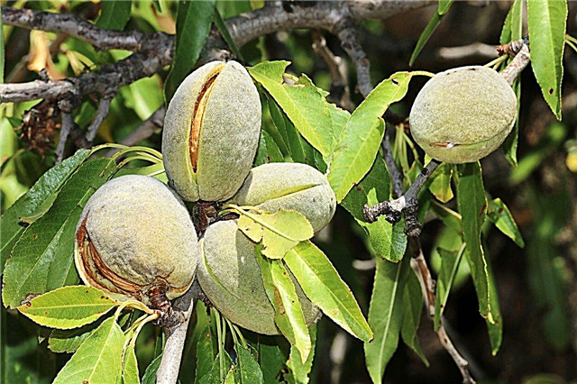 Problémy s mandľovými stromami - riešenie bežných problémov s mandľovými stromami