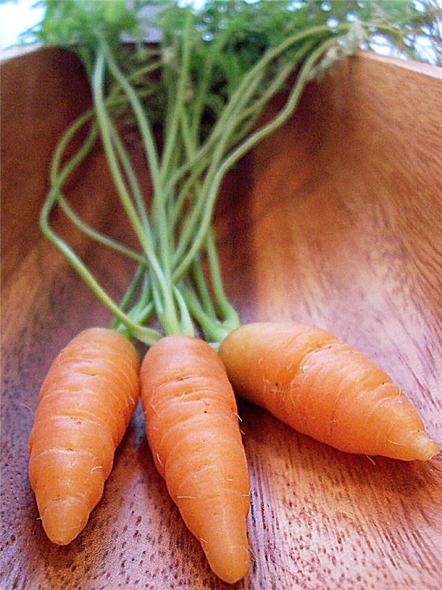 Que sont les carottes de Nantes: comment faire pousser des carottes de Nantes
