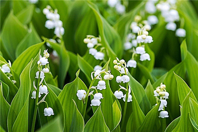 Jakamalla Valley Lily: Milloin jakaa Lily Of The Valley kasveja