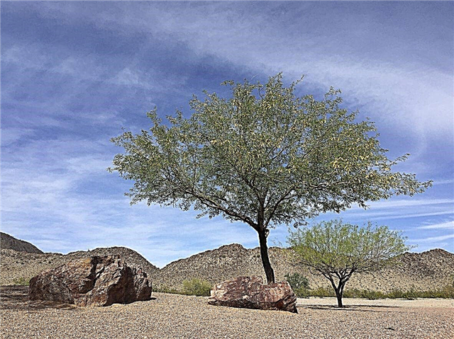 การสืบพันธุ์ของ Mesquite Tree: วิธีการเผยแพร่ต้นไม้ Mesquite