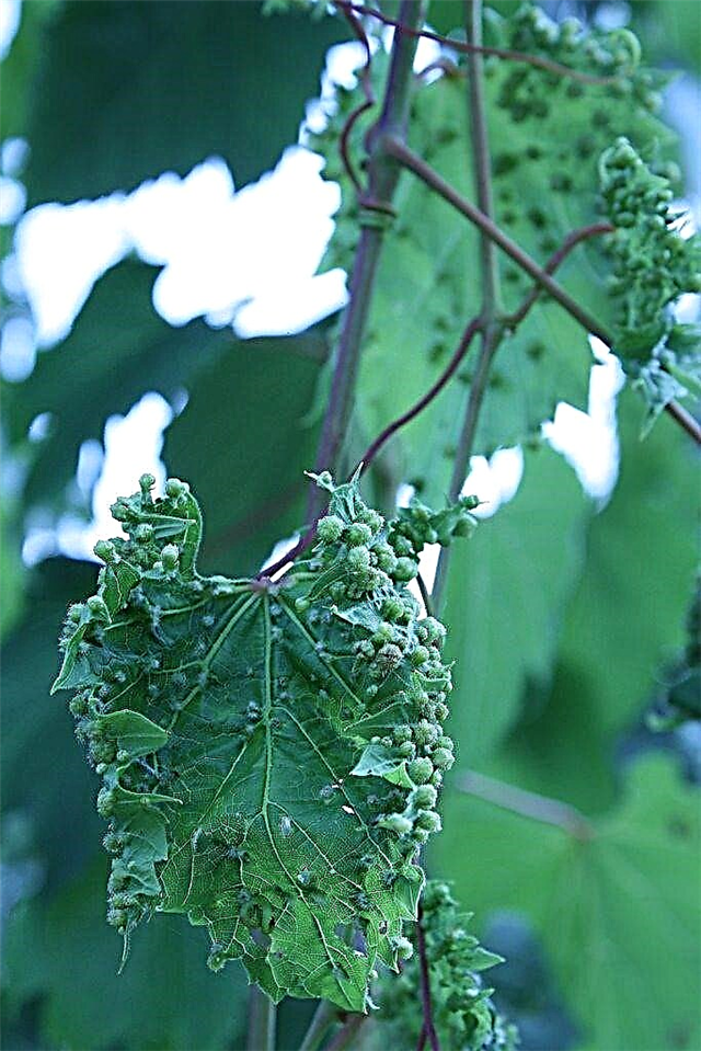 Tratamiento del áfido de la raíz de uva: cómo reconocer los síntomas de la filoxera