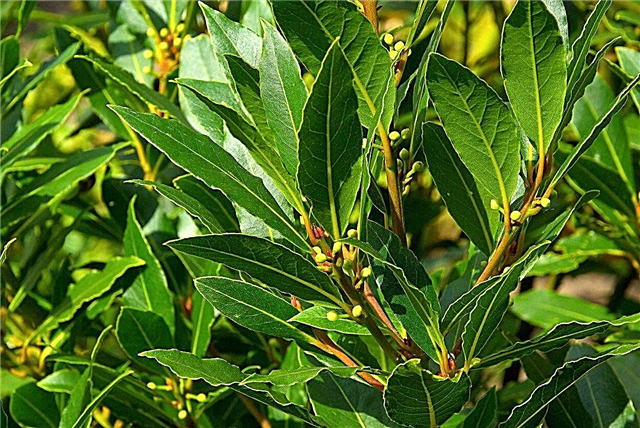 São algumas folhas de louro tóxicas - Aprenda quais as árvores de louro são comestíveis