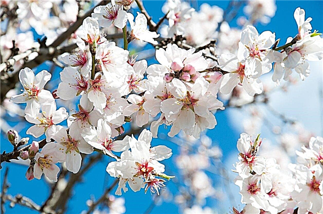 Brez cvetov na mandljevih drevesih: razlogi za mandljevo drevo ne cvetijo