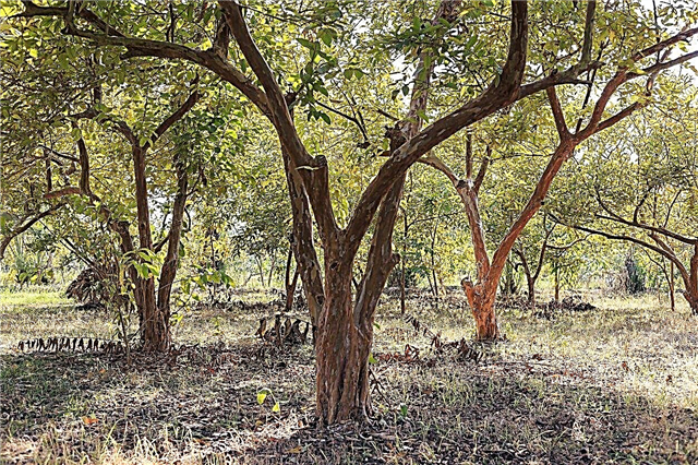 Remédios Casca de Goiaba: Como Usar Casca de Árvore de Goiaba