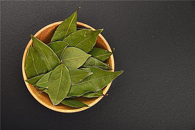 Cosecha de hojas de laurel: cuándo elegir las hojas de laurel para cocinar