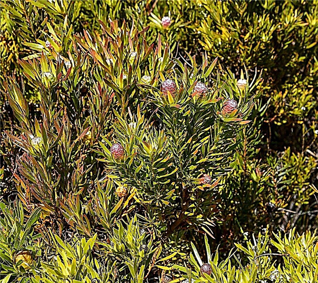 Leucadendronų genėjimas - kaip genėti Leucadendron augalą