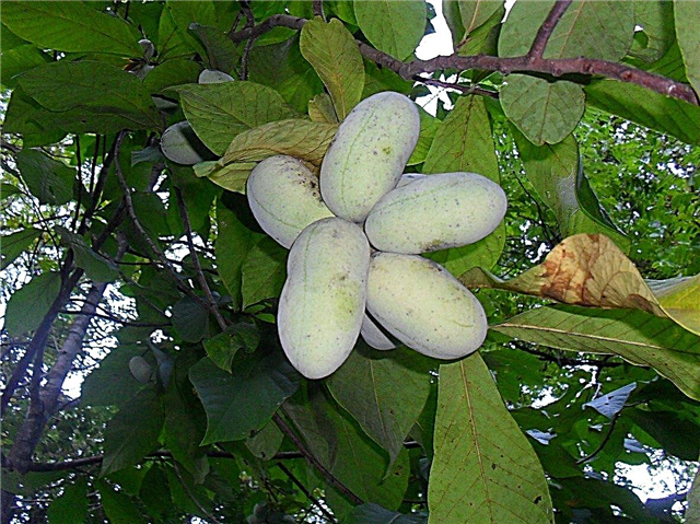 Wie man eine kranke Papaya behandelt: Informationen über Krankheiten von Papaya-Bäumen