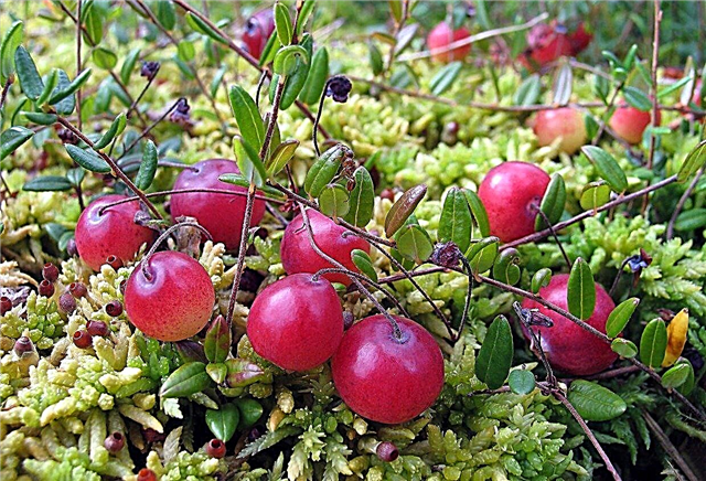Verschiedene Cranberry-Sorten: Ein Leitfaden für gängige Arten von Cranberry-Pflanzen
