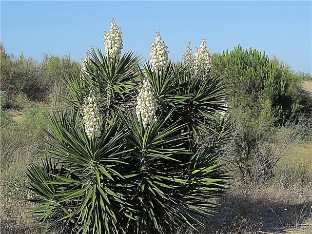 Spanish Bayonet Yucca Care: Cómo cultivar plantas españolas de bayoneta