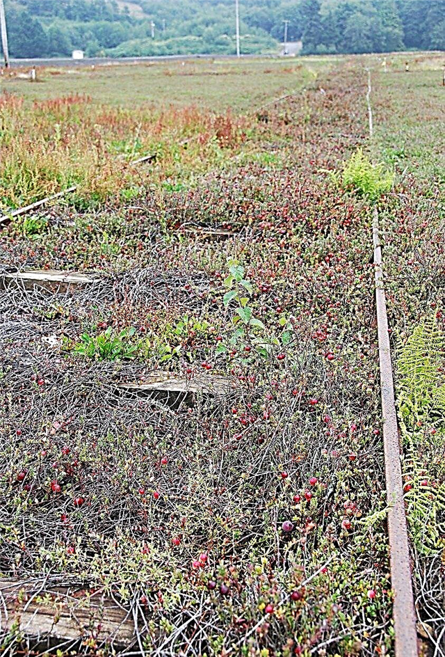 Cranberry Winter Protection: Un ghid pentru îngrijirea iernii de afine