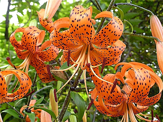 Virus Tiger Lily khảm - Là loài hoa loa kèn dễ bị nhiễm virus khảm