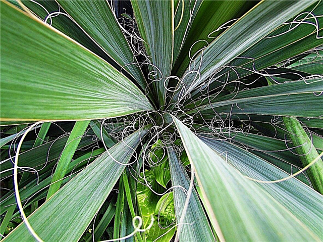 Adam's Needle Information - Wie man eine Adam's Needle Yucca Pflanze züchtet