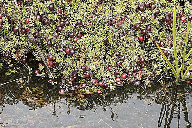 ما هو مستنقع التوت البري - هل ينمو التوت البري تحت الماء