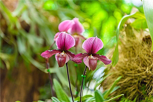 Njega Paphiopediluma: Uzgoj Paphiopedilum zemaljskih orhideja