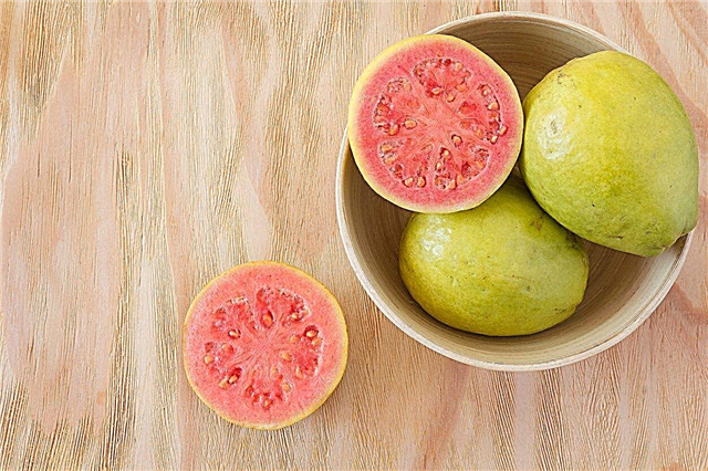 Usos de la fruta de guayaba: consejos para comer y cocinar con guayabas