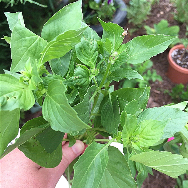 Variedades de manjericão cítrico: Aprenda a cultivar plantas de manjericão cítrico