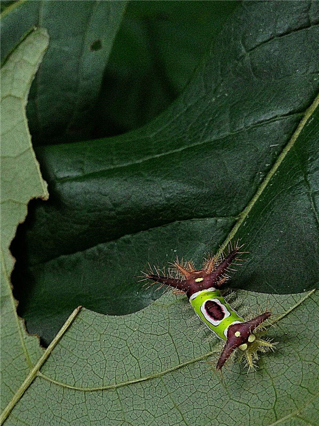 الحشرات التي تأكل الكفوف - التعرف على أعراض Pawpaw Pest