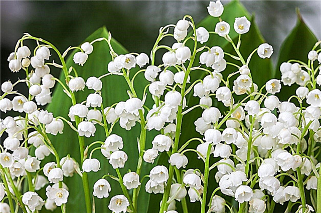 Lily of the Valley sorti - uzgoj različitih vrsta ljiljana biljaka