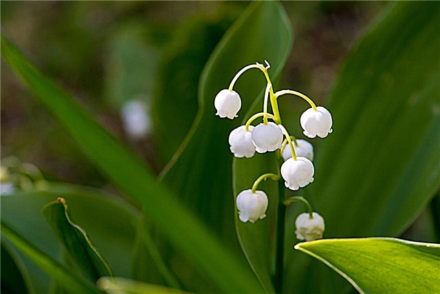Er Lily Of The Valley Giftig: At forstå Lily Of the Valley Toxicitet