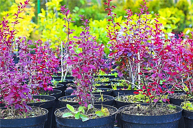 Propagation des plants d'épine-vinette: conseils pour multiplier un arbuste d'épine-vinette