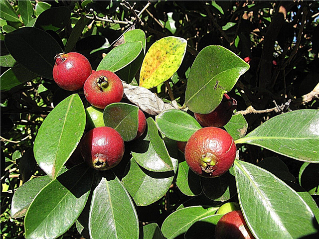 نباتات الجوافة الفراولة: كيف تنمو شجرة الجوافة الفراولة