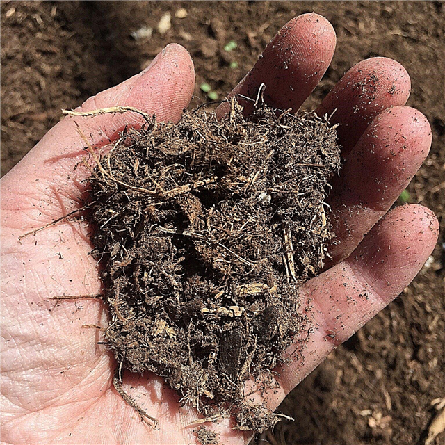 تحسين جودة التربة: كيفية تكييف التربة لتحقيق نمو نباتي أفضل