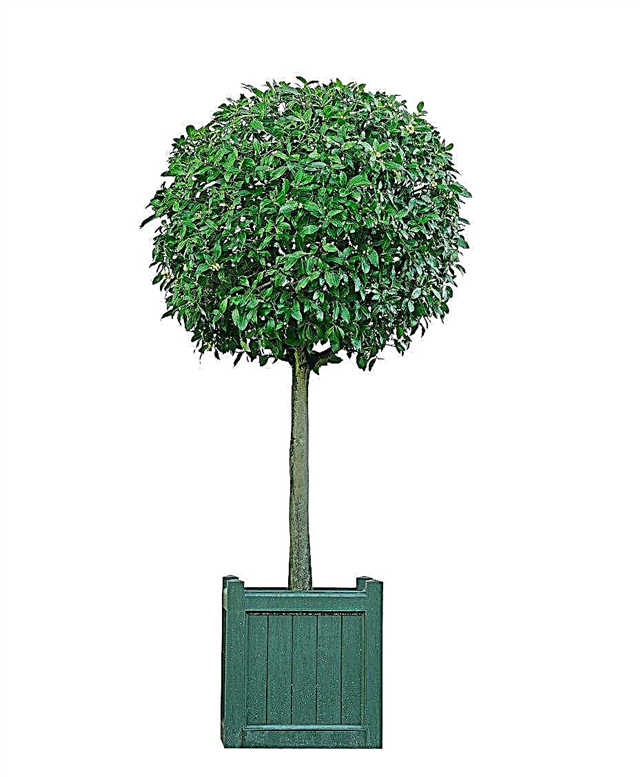 Como podar um Topiary da baía - pontas para a poda do Topiary da árvore da baía