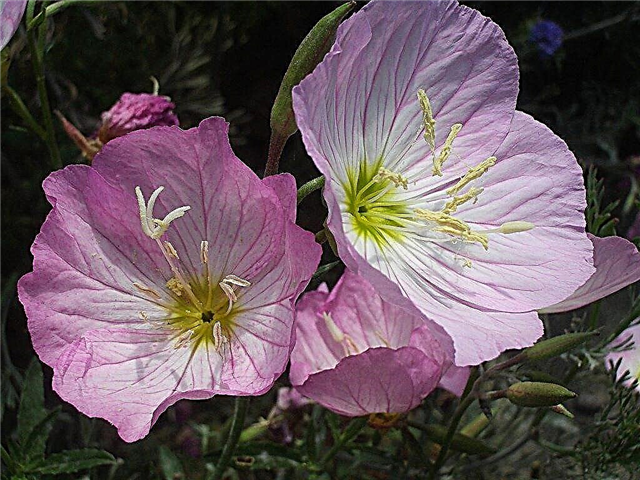 Growing Pink Evening Primrose - Cómo cuidar a Pink Evening Primrose