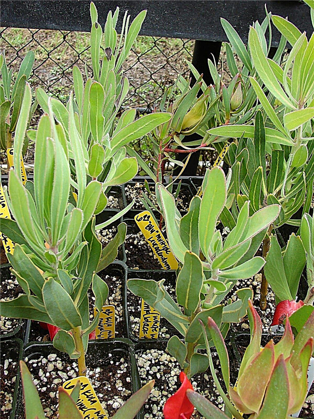 Leucadendron i en gryde - Pleje af container voksede Leucadendrons