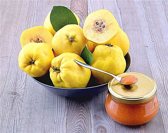 Використання плодів айви: що робити з фруктами айви