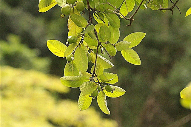 Вирощування гуави для чаю: як заготовити листя дерев гуави