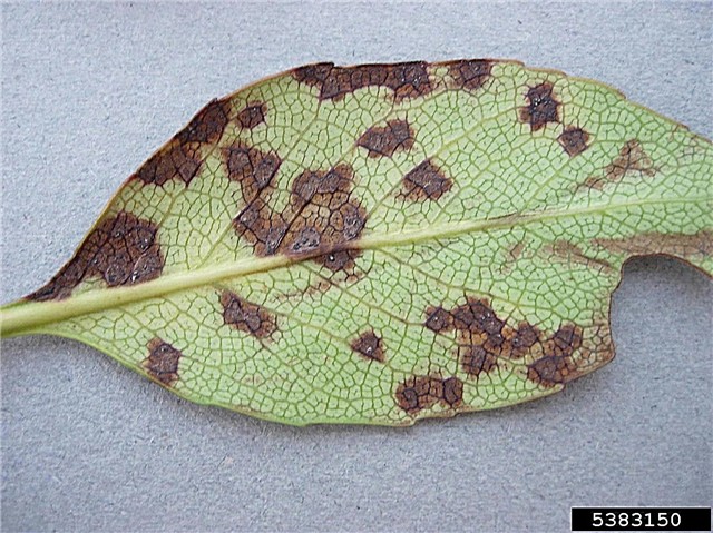 Quittenblätter werden braun - Behandlung einer Quitte mit braunen Blättern