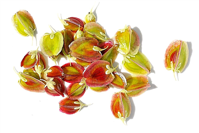 Anbau von Rhabarbersamen: Können Sie Rhabarber aus Samen pflanzen?