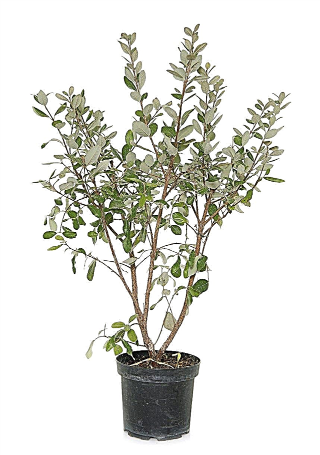 رعاية شجرة الجوافة الداخلية: تعرف على زراعة الجوافة في الداخل