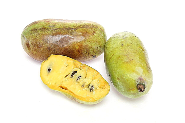 Variedades de árbol de papaya: reconociendo diferentes tipos de papayas