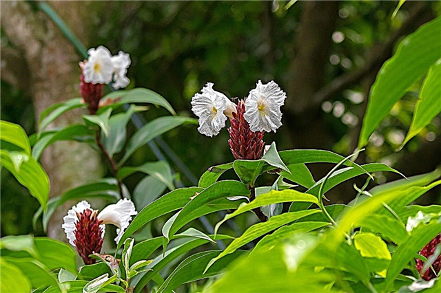 Was sind Costus-Pflanzen? Erfahren Sie mehr über den Anbau von Costus-Crêpe-Ingwer