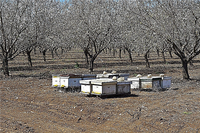 النحل واللوز: كيف يتم تلقيح أشجار اللوز