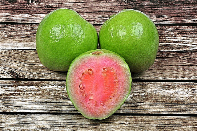 نشر بذور الجوافة - كيفية زراعة أشجار الجوافة من البذور
